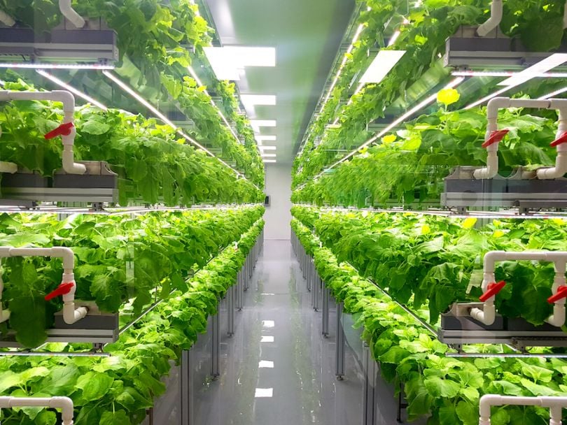 Rows of plants in vertical farming facility. 